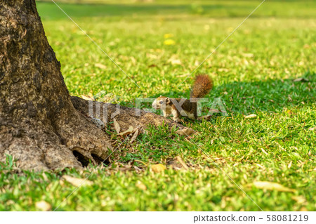 Little squirrel Little squirrel 58081219