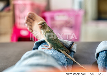 Green-cheeked parakeet 58081233