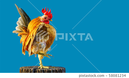 The serama are poses on the timber The serama are poses on the timber 58081234