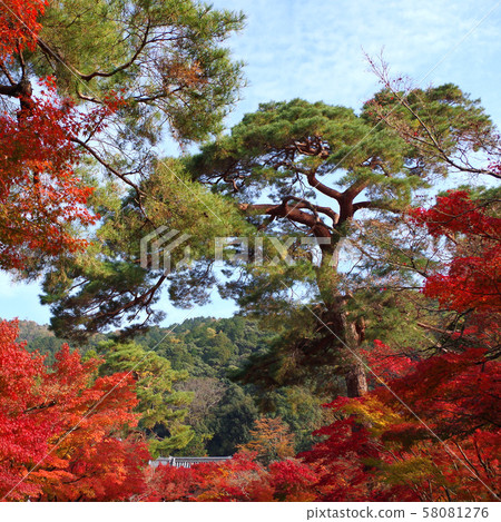 Autumn leaves, Kyoto, Nanzenji, Eikando, Zenrinji, red, yellow, background, beautiful 58081276