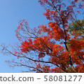 Autumn leaves, Kyoto, Nanzenji, Eikando, Zenrinji, red, yellow, background, beautiful 58081277