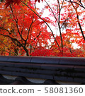 Autumn leaves, Kyoto, Nanzenji, Eikando, Zenrinji, red, yellow, background, beautiful 58081360