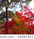Autumn leaves, Kyoto, Nanzenji, Eikando, Zenrinji, red, yellow, background, beautiful 58081361
