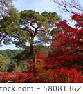 Autumn leaves, Kyoto, Nanzenji, Eikando, Zenrinji, red, yellow, background, beautiful 58081362