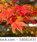 Autumn leaves, Kyoto, Nanzenji, Eikando, Zenrinji, red, yellow, background, beautiful 58081435