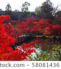 Autumn leaves, Kyoto, Nanzenji, Eikando, Zenrinji, red, yellow, background, beautiful 58081436