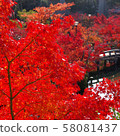 Autumn leaves, Kyoto, Nanzenji, Eikando, Zenrinji, red, yellow, background, beautiful 58081437