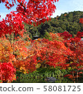 Autumn leaves, Kyoto, Nanzenji, Eikando, Zenrinji, red, yellow, background, beautiful 58081725