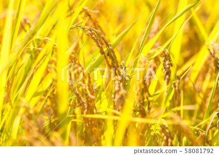 Golden rice ear 58081792