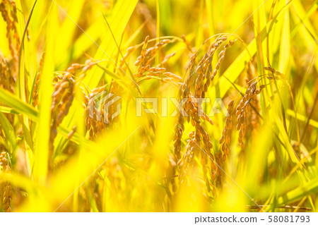 Golden rice ear 58081793
