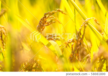Golden rice ear 58081800