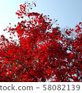 Autumn leaves, Kyoto, Nanzenji, Eikando, Zenrinji, red, yellow, background, beautiful 58082139