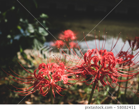 Cluster amaryllis blooming on the banks of the riverbank, a-3, low saturation Cluster amaryllis blooming on the banks of the riverbank, a-3, low saturation 58082411