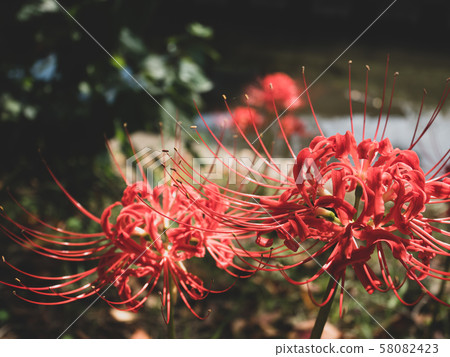 Cluster amaryllis blossoms on the banks of the riverbank c-3 low saturation 58082423