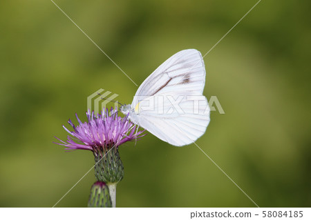 猩紅色種植的白鸝和麵條 58084185
