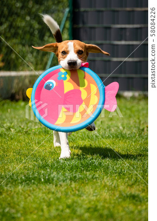 Playful Beagle Dog running with round colorful 58084226