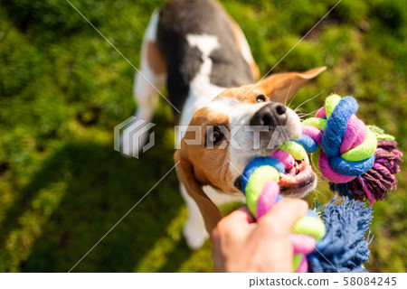 Dog beagle Pulls Toy and Tug-of-War Game. 58084245