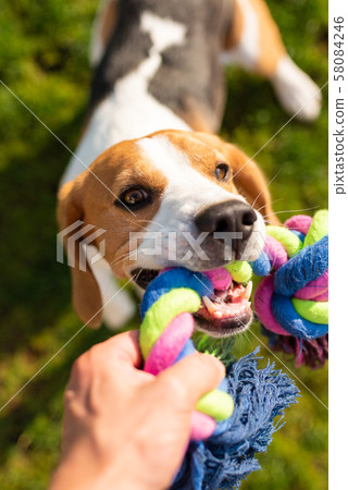 Dog beagle Pulls Toy and Tug-of-War Game. Dog beagle Pulls Toy and Tug-of-War Game. 58084246