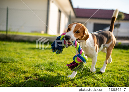 Dog runs with rope towards camera in summer 58084247