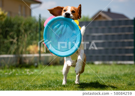 Beagle dog running with a round toy 58084259