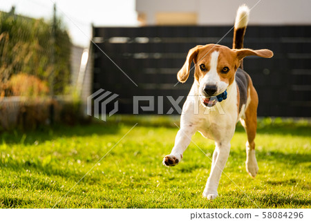 Beagle dog with a ball on a green meadow during Beagle dog with a ball on a green meadow during 58084296