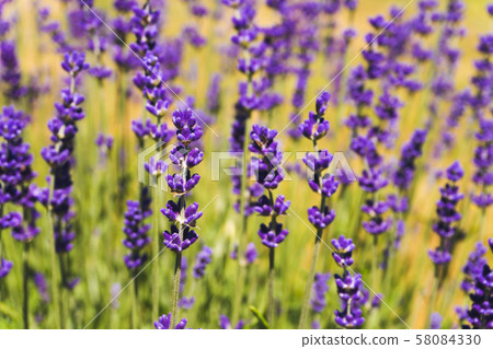 Flowers in the lavender fields in summer day 58084330