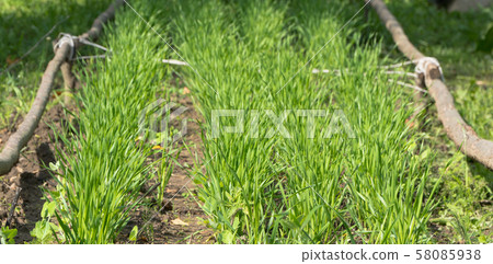 the garden with stems 58085938