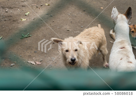 Group of stray dogs in Foundation 58086018