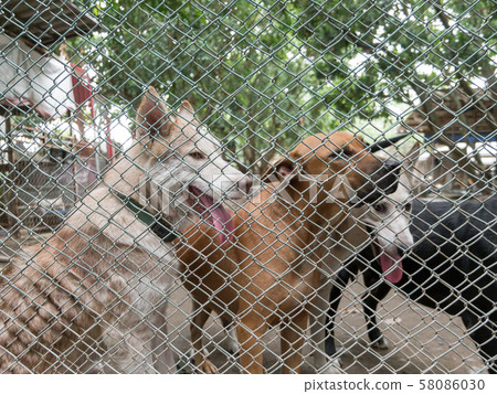 Stray dog behind cage  in Foundation 58086030