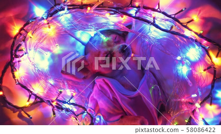 The Toy Terrier is a yellow New Year's dog. 58086422