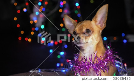 The Toy Terrier is a yellow New Year's dog. 58086485