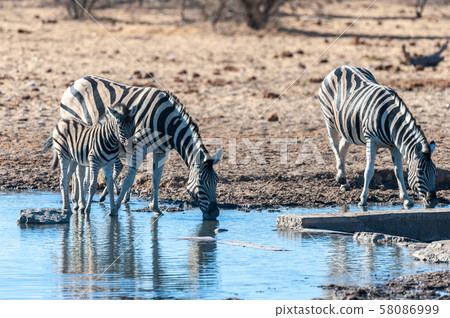 A group of Zebras in Etosha 58086999