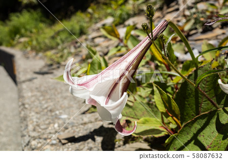 Taiwan Lily living at Hehuan Mountain 58087632