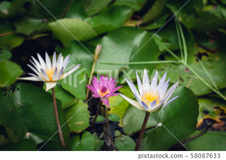white lotus flower with green leaves 58087633
