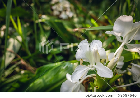 nature landscape of white butterfly ginger 58087646
