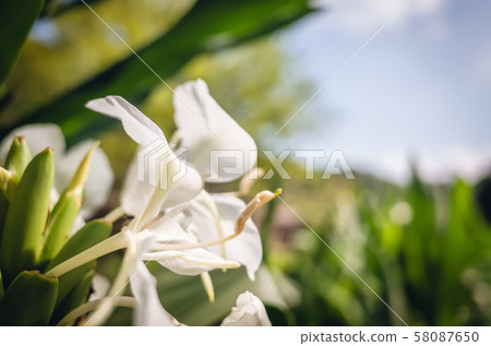nature landscape of white butterfly ginger 58087650