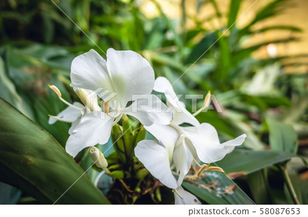 nature landscape of white butterfly ginger 58087653