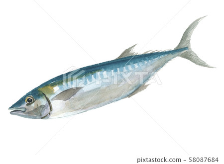 Japanese eel 58087684