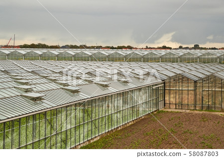 Greenhouse agricultural production Greenhouse agricultural production 58087803