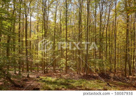 Autumn colors in a forest Autumn colors in a forest 58087938