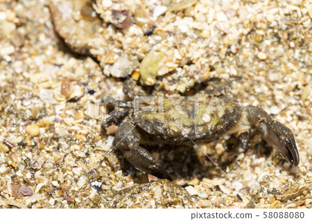 Crab crab 58088080