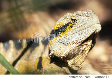 Eastern Water Dragon Eastern Water Dragon 58088515