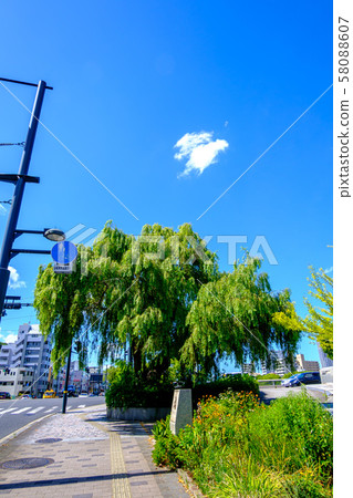 Hiroshima _ Weeping willow tree along Tsurumi Bridge 58088607
