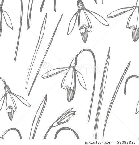 Snowdrop spring flowers. Botanical plant illustration. Vintage medicinal herbs sketch set of ink 58088883