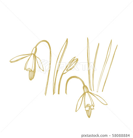 Snowdrop spring flowers. Botanical plant illustration. Vintage medicinal herbs sketch set of ink 58088884