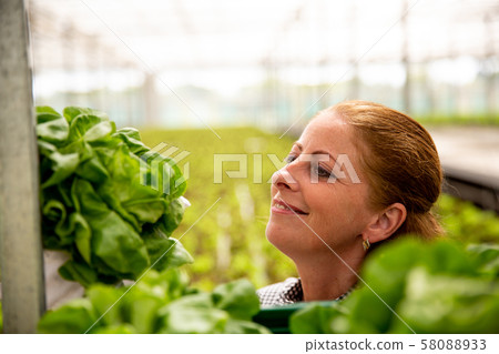 Portrait of a smiling working woman looking at a salad plant. 58088933