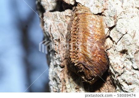 大腹螳螂卵 58089474