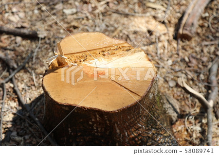 deforestation  58089741