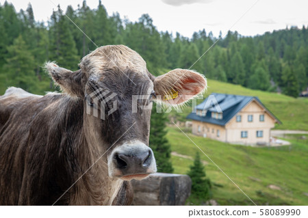 bull in the Alpine resort next to a holiday cottage bull in the Alpine resort next to a holiday cottage 58089990