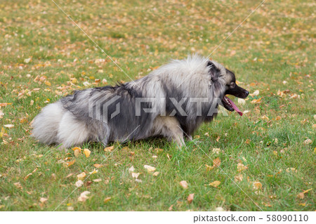 Cute deutscher wolfspitz lying on the green grass. 58090110